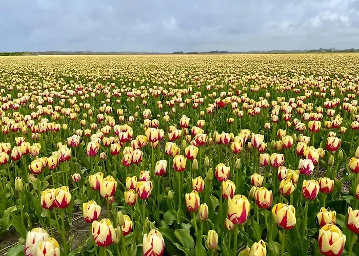 Slapen Tussen De Duinen By Droomvilla 펜션